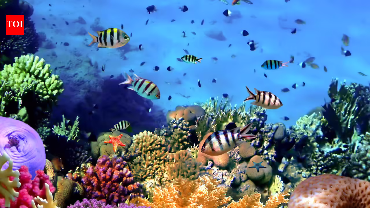 10 unique facts about the Great Barrier Reef every traveller should know