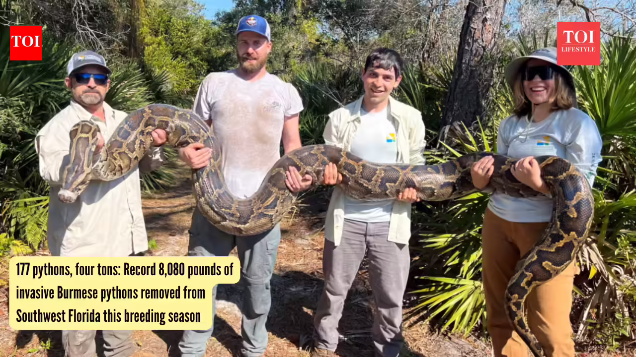 177 pythons, four tons: Record 8,080 pounds of invasive Burmese pythons removed from Southwest Florida this breeding season