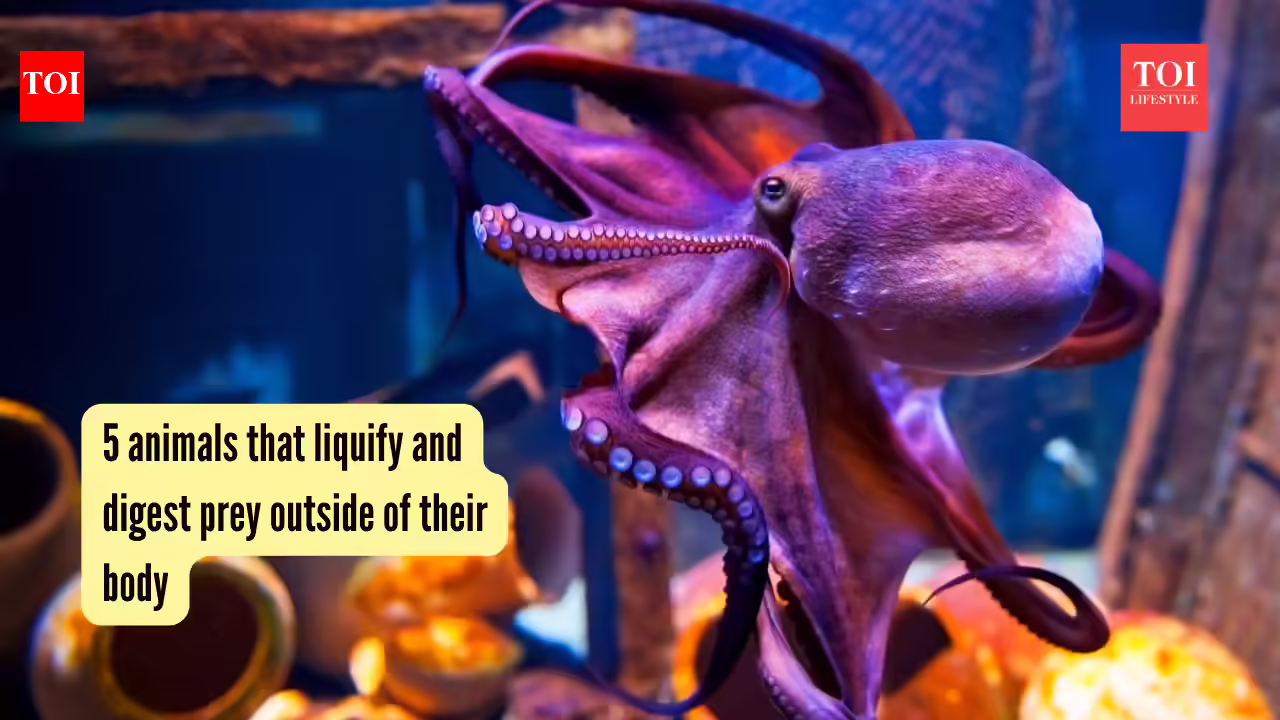 5 animals that liquify and digest prey outside of their body