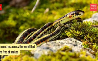 5 countries across the world that are free of snakes