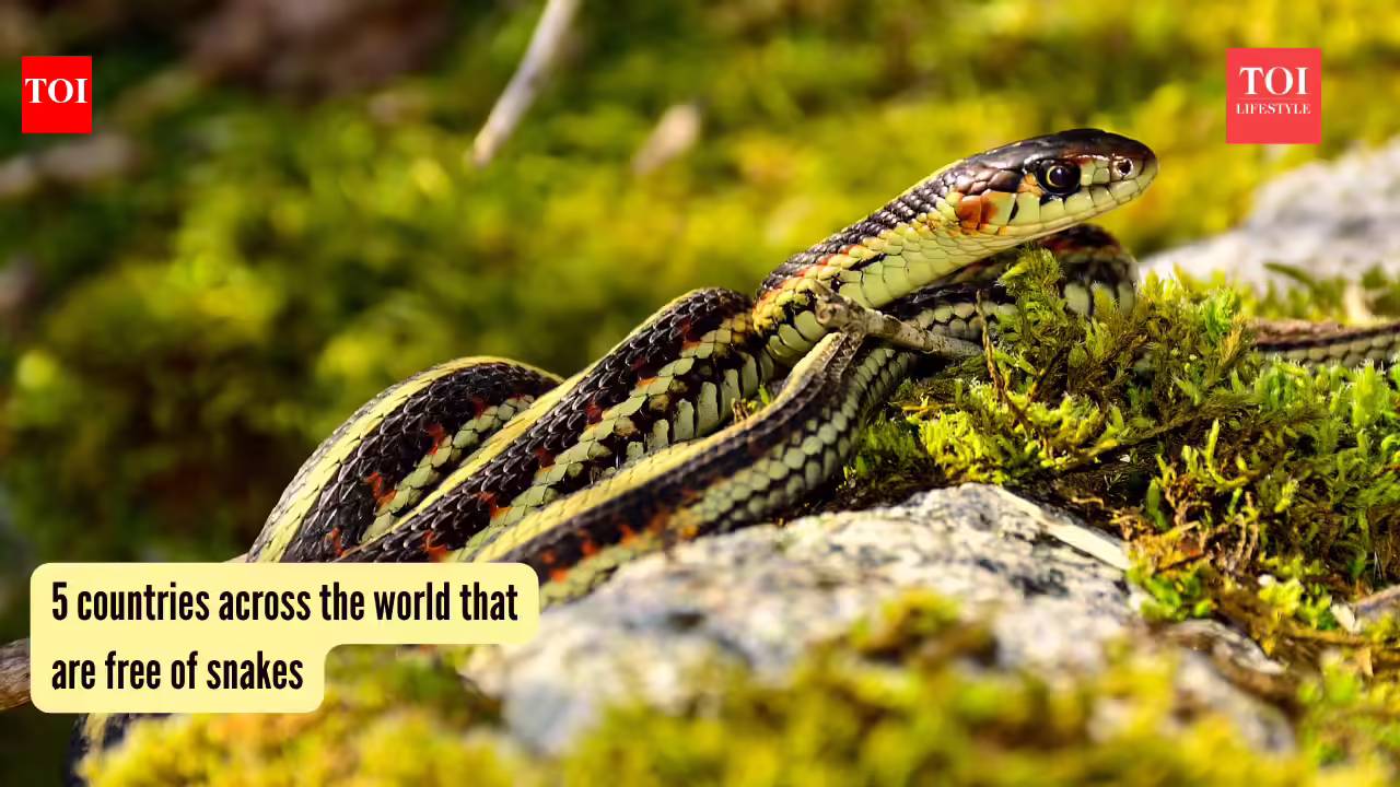 5 countries across the world that are free of snakes