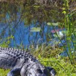 5 national parks in the USA perfect for wildlife lovers and the best time to visit them