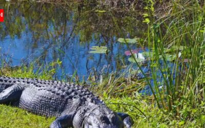 5 national parks in the USA perfect for wildlife lovers and the best time to visit them