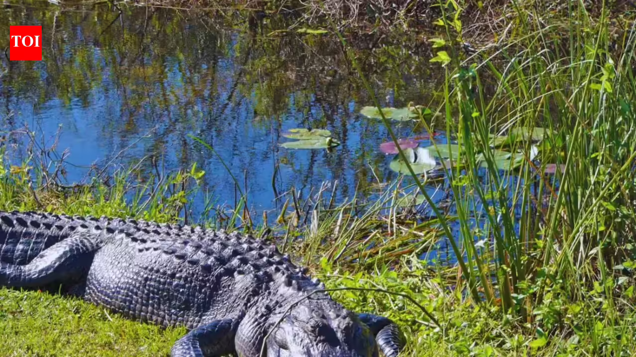 5 national parks in the USA perfect for wildlife lovers and the best time to visit them