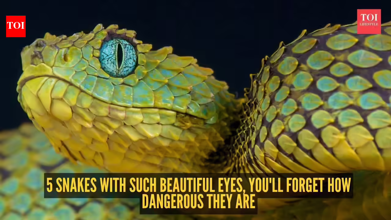 5 snakes with such beautiful eyes, you'll forget how dangerous they are |