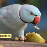 5 stunning Indian parrot species still found in the wild