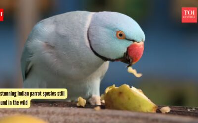 5 stunning Indian parrot species still found in the wild