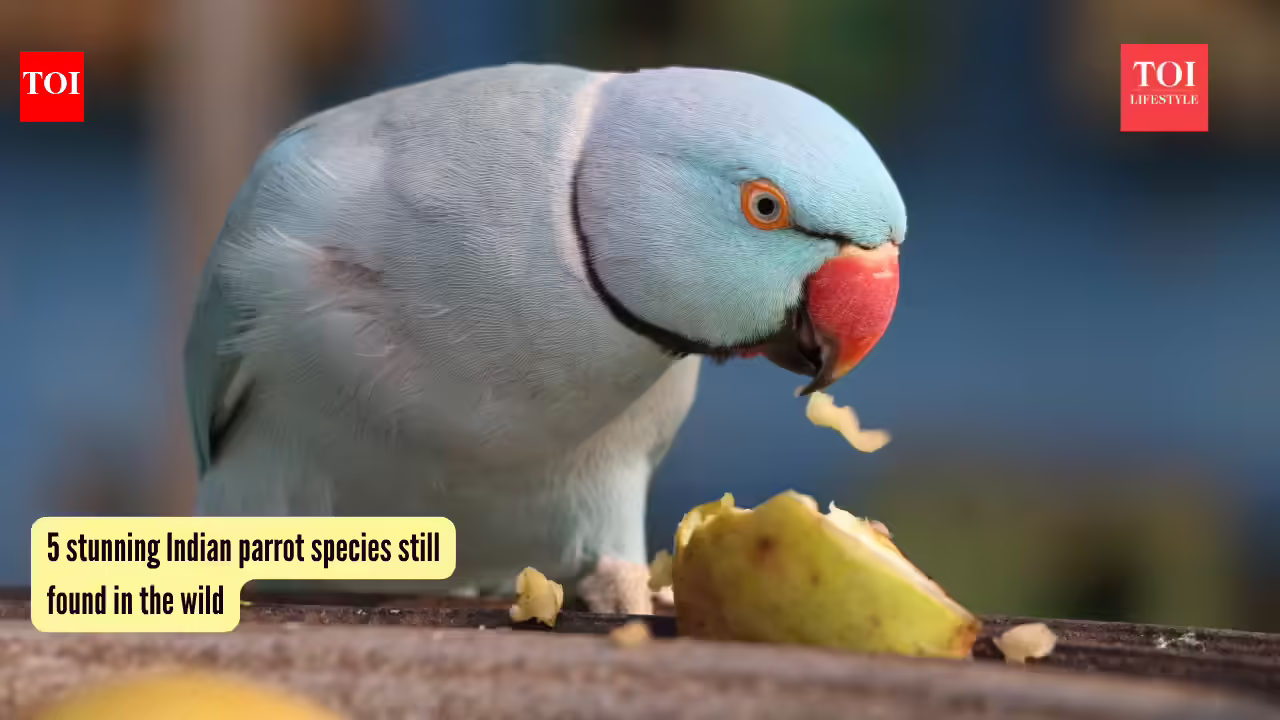 5 stunning Indian parrot species still found in the wild