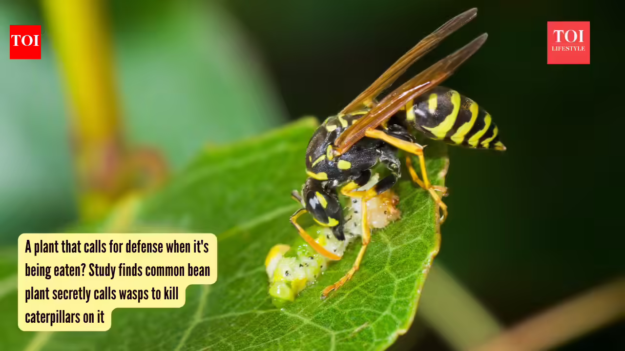 A plant that calls for defense when it's being eaten? Study finds common bean plant secretly calls wasps to kill caterpillars on it |