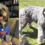 'Ain't getting bit by that, bro': Huge uproar after Los Angeles police kill pet dog minutes after family celebrates NBA Knicks win - video