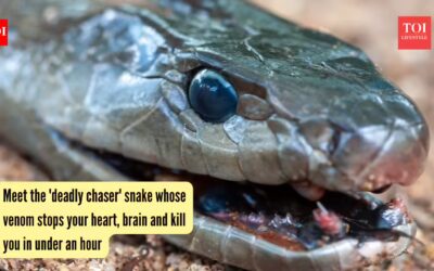 Black Mamba Snake: Meet the 'deadly chaser' snake whose venom stops your heart, brain and kills you in under an hour