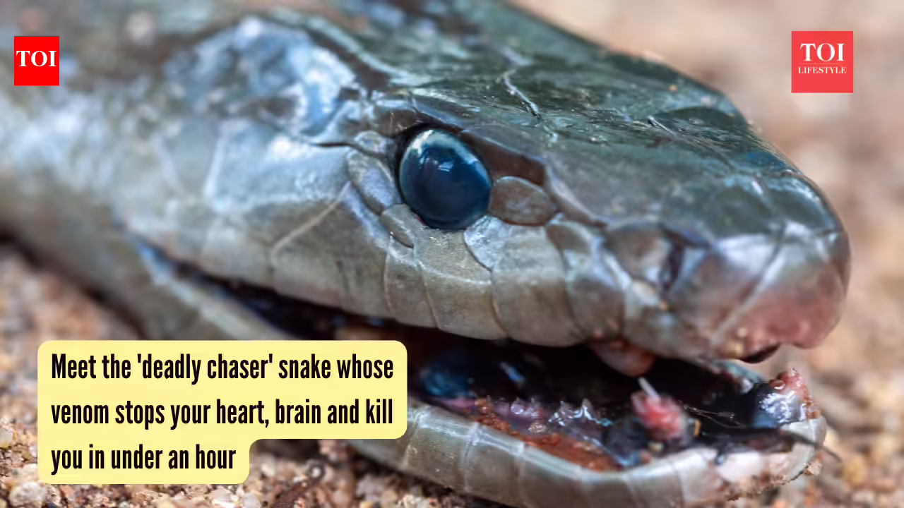 Black Mamba Snake: Meet the 'deadly chaser' snake whose venom stops your heart, brain and kills you in under an hour