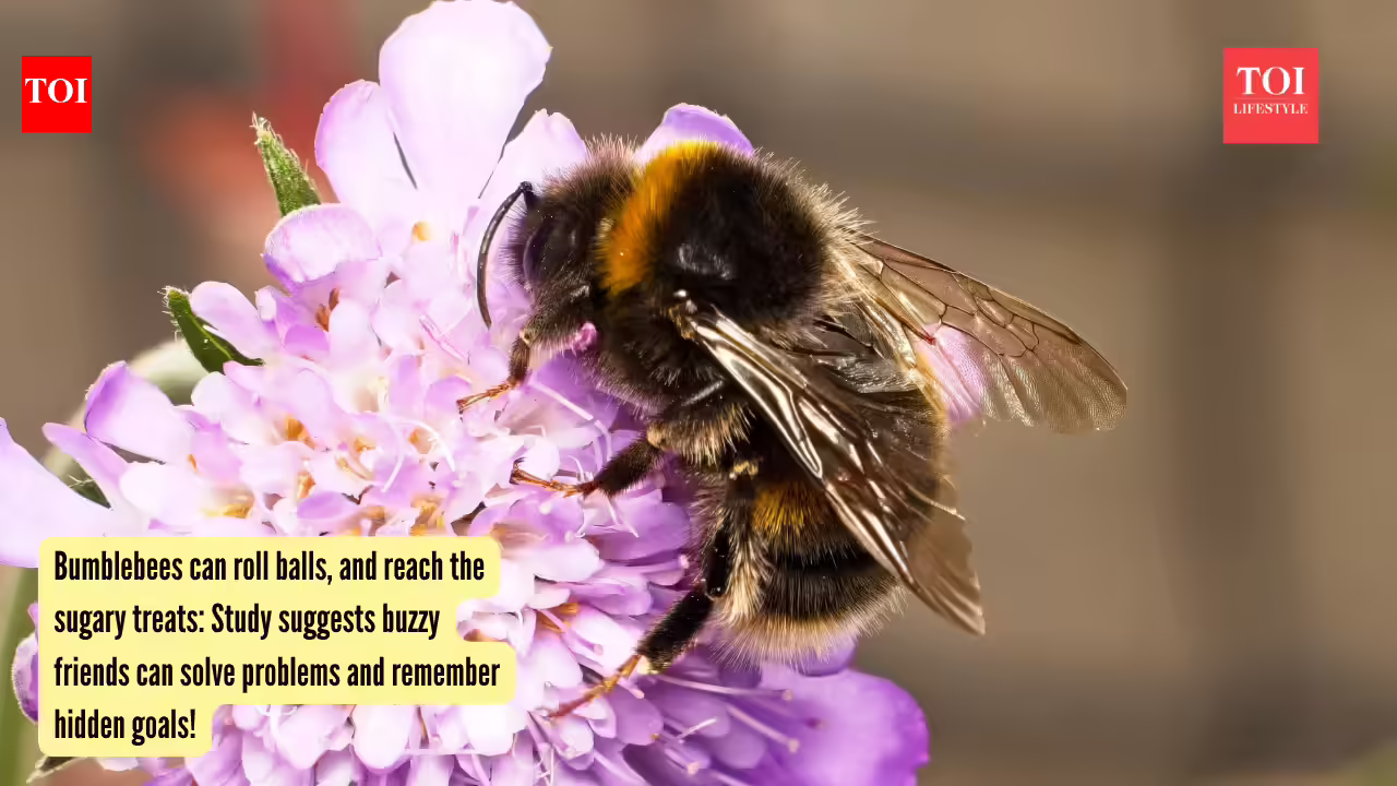 Bumblebees can roll balls, and reach the sugary treats: Study suggests buzzy friends can solve problems and remember hidden goals!