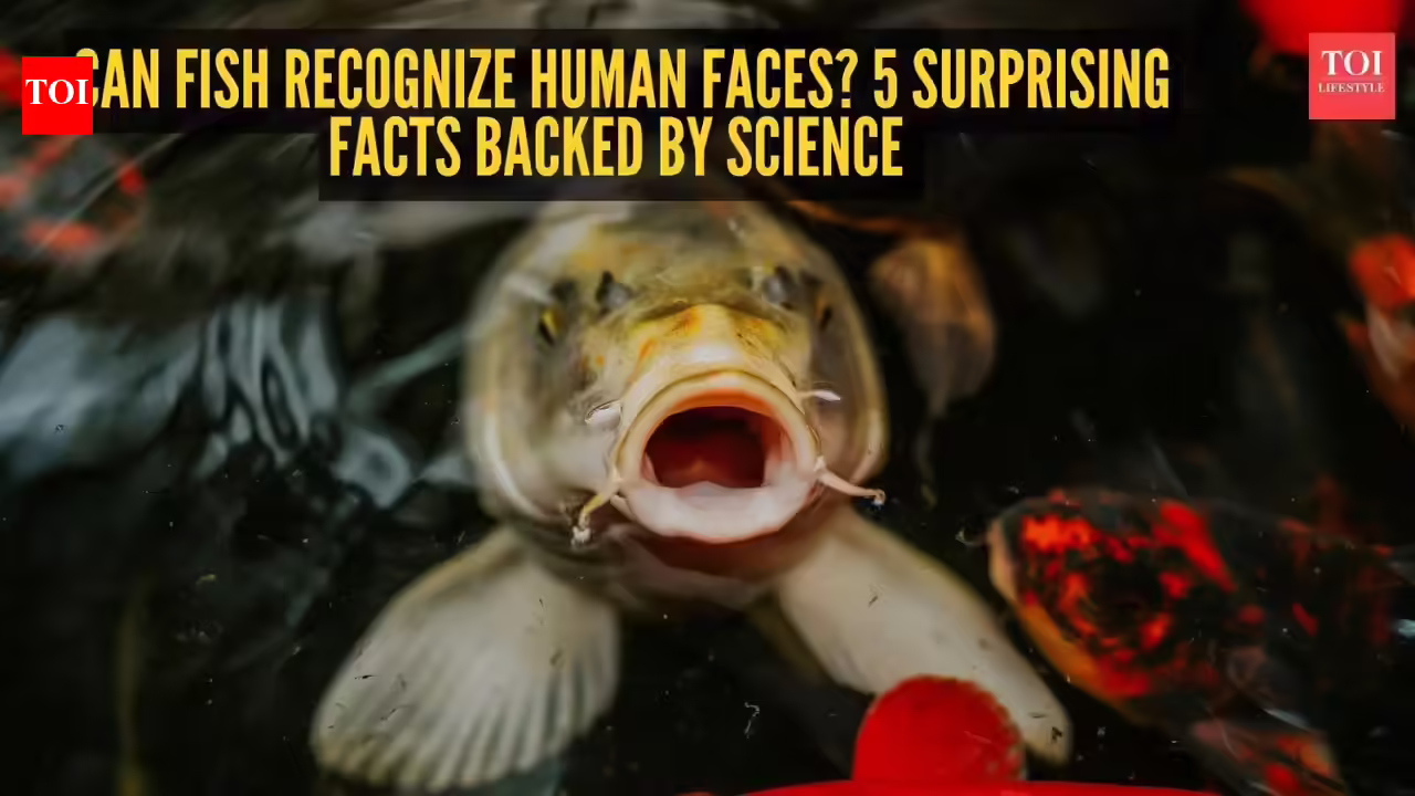 Can fish recognize human faces? 5 surprising facts backed by science |
