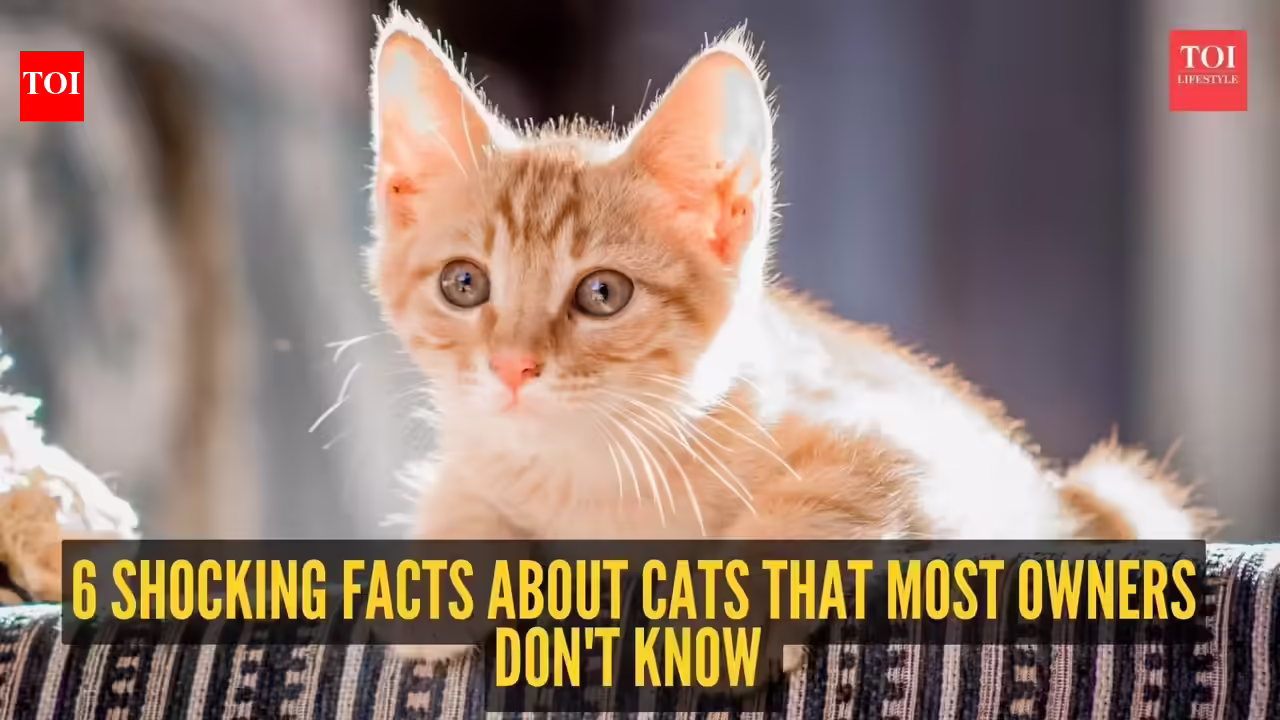 Cats Behavior: 6 shocking facts about cats that most owners don't know