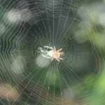 Ethiopian proverb of the day: 'When spider webs unite, they can tie up a lion' — How collective action can defeat great power