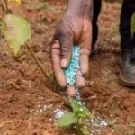 Government cuts Kharif fertiliser demand estimate on weak monsoon outlook | India News