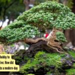 How did bonsai making turn into a modern-day art form?
