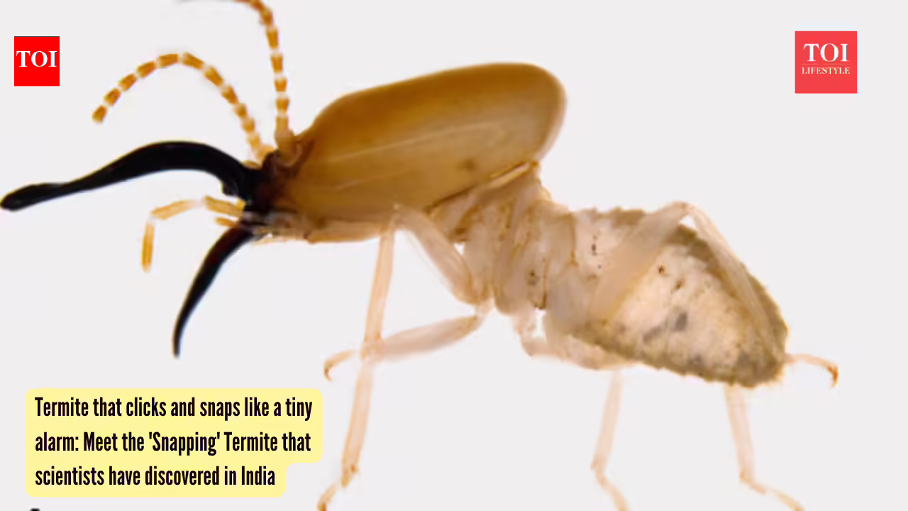 India Termite Discovery: Termite that clicks and snaps like a tiny alarm: Meet the 'Snapping' Termite that scientists have discovered in India