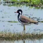 India’s 100th wetland, Surha Tal of Balia, enters the global list of Ramsar site | India News