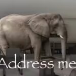 Indonesian proverb of the day: 'An elephant at the edge of the eye is not seen, but an ant across the ocean is seen' — Why we notice others’ faults more than our own