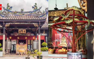 Inside Malaysia's Snake Temple where venomous vipers live among prayer halls and people worship alongside them |