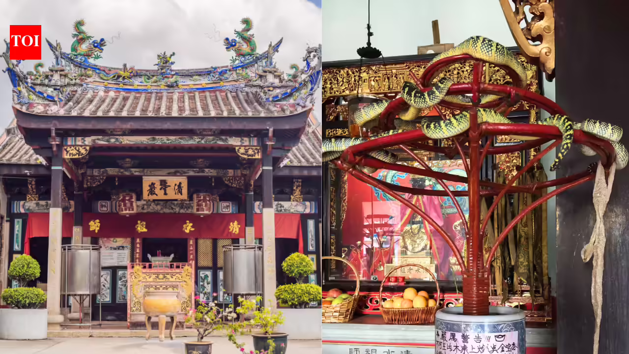 Inside Malaysia's Snake Temple where venomous vipers live among prayer halls and people worship alongside them |
