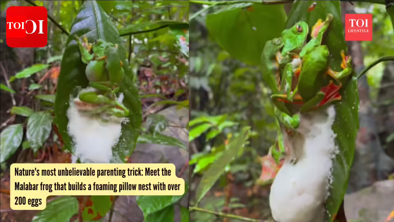 Malabar Gliding Frog: Nature's most unbelievable parenting trick: Meet the Malabar frog that builds a foaming pillow nest with over 200 eggs