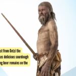 Oetzi The Iceman: 5,300-year-old yeast from Oetzi the Iceman's body makes delicious sourdough bread, while brewing beer remains on the list!