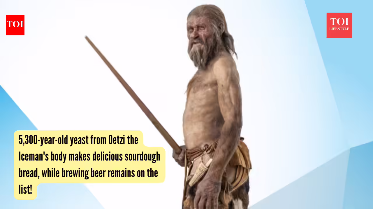 Oetzi The Iceman: 5,300-year-old yeast from Oetzi the Iceman's body makes delicious sourdough bread, while brewing beer remains on the list!
