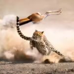 Portuguese proverb of the day: 'One day belongs to the prey, another to the hunter' and the reminder that fortunes can change without warning