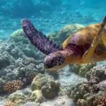 SOP released to conserve sea turtles across 36 islands of Lakshadweep | India News