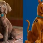 'Scooby-Doo' live-action series unveils First Look; fans of iconic character divided over casting 'real' pup - WATCH |
