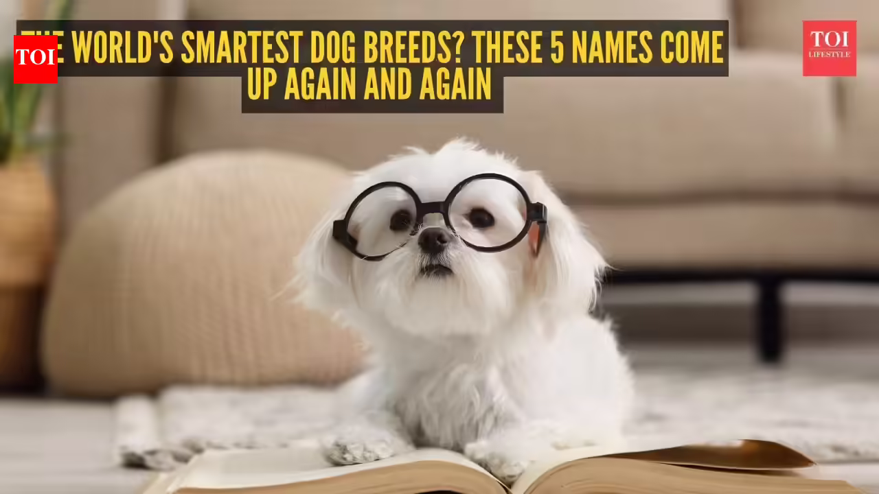 Smartest Dog Breeds: The world's smartest dog breeds? These 5 names come up again and again