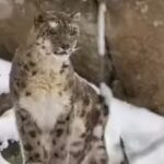 Snow leopard conservation body in Ladakh soon | India News