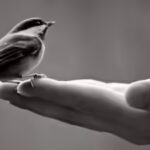 Spanish proverb of the day: 'A bird in hand is worth more than a hundred flying around' and why certainty often beats risky rewards