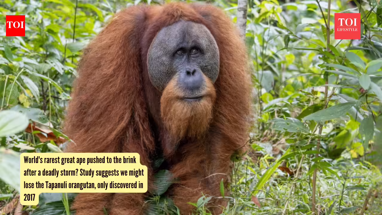 Tapanuli Orangutan: World's rarest great ape pushed to the brink after a deadly storm? Study suggests we might lose the Tapanuli orangutan, only discovered in 2017