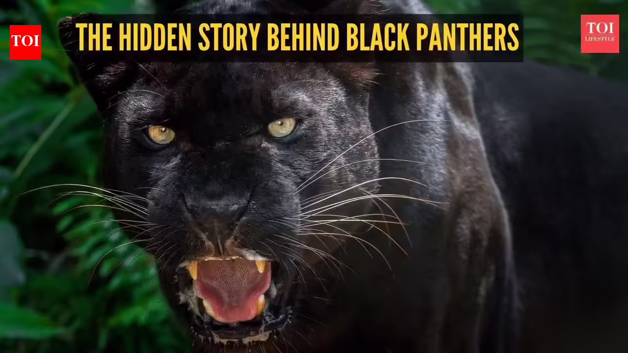 The hidden story behind black panthers: 5 facts that may surprise you