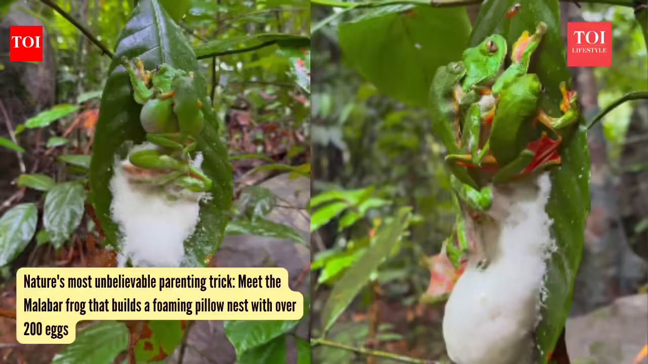 The 'magic potion' behind trees: scientists discover protein that let plants conquer land 470 million years ago