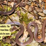 The two-headed snake from China that fooled scientists for years until DNA proved it!