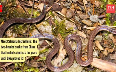 The two-headed snake from China that fooled scientists for years until DNA proved it!
