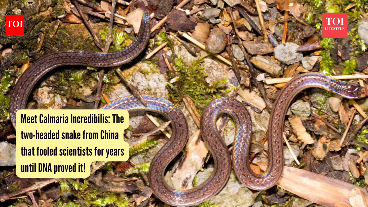 The two-headed snake from China that fooled scientists for years until DNA proved it!