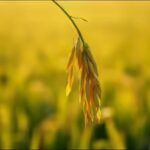 life lesson Malay proverb of the day on humility and resilience: Follow the nature of the rice plant; the more grains it bears, the lower it bows | World News