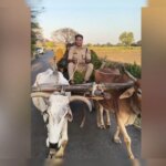 सरकारी गाड़ी छोड़ जब बैलगाड़ी चलाने लगे CO रविकांत गौड़, खाकी की सादगी ने जीता सबका दिल; वायरल हुआ VIDEO