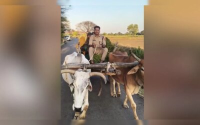 सरकारी गाड़ी छोड़ जब बैलगाड़ी चलाने लगे CO रविकांत गौड़, खाकी की सादगी ने जीता सबका दिल; वायरल हुआ VIDEO