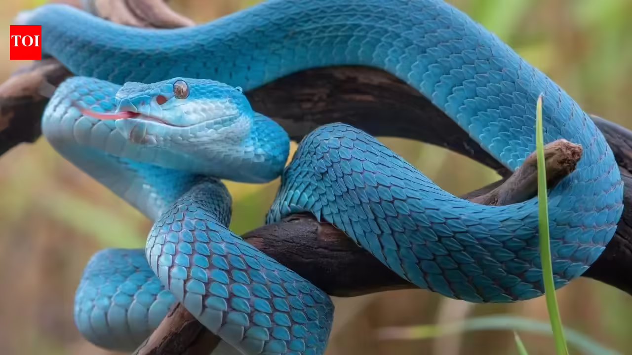 10 deadliest snakes in the world and where can travellers find them