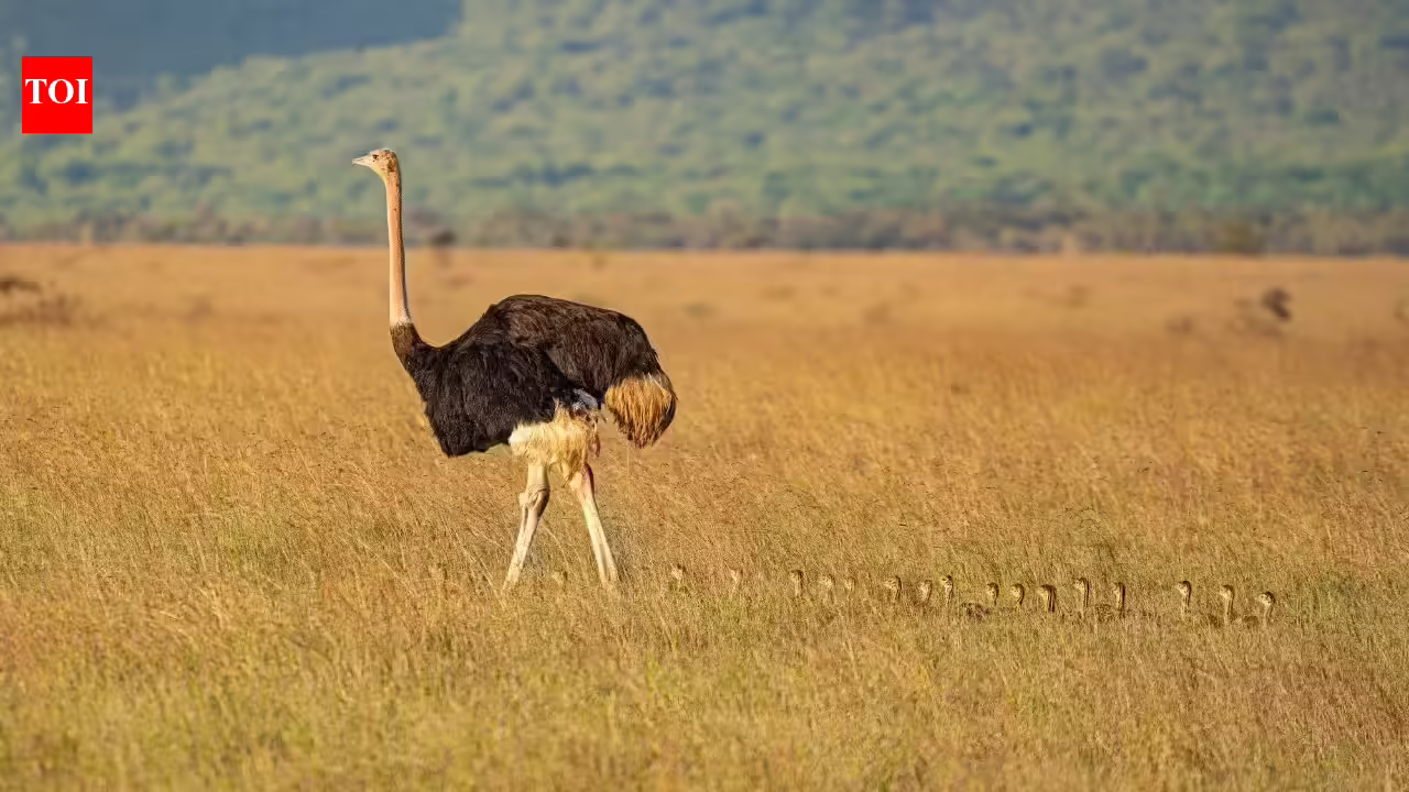 5 amazing facts about ostriches you probably didn't know